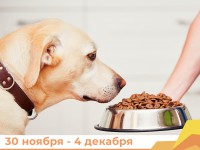 «Мы вместе. Для каждого»: в Республике Алтай организован сбор корма для бездомных животных